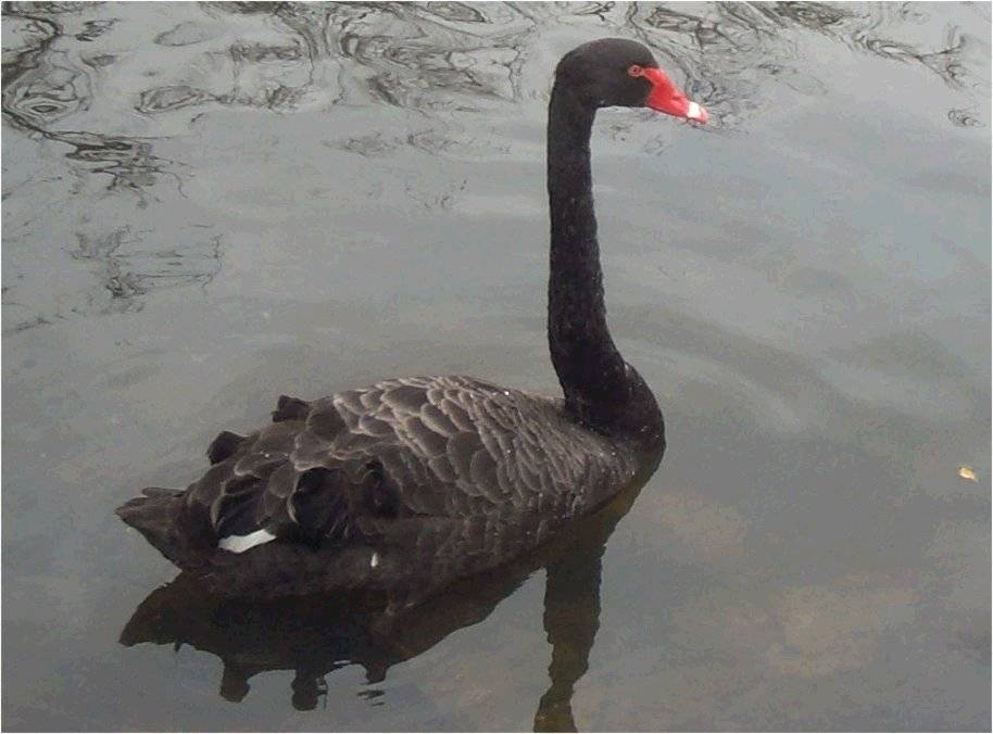 Black swan2.jpg